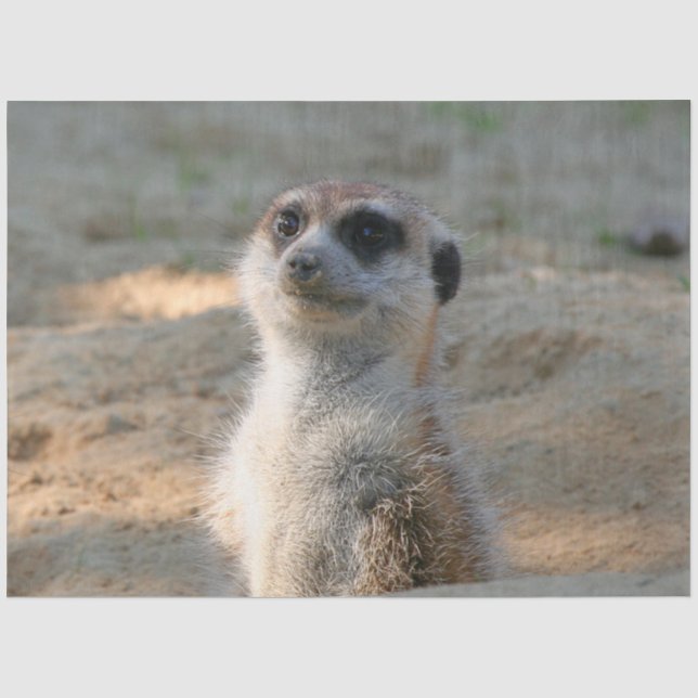 Meerkat 004 tissue paper (Front)
