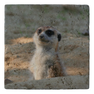 Meerkat 004 trivet