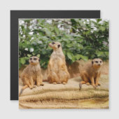 Meerkat 008 (Front/Back)