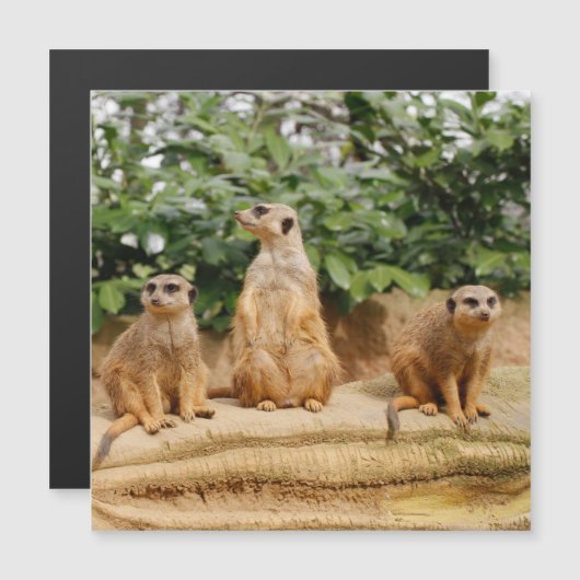 Meerkat 008 (Front/Back)