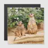 Meerkat 009 (Front/Back)