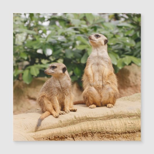 Meerkat 009 (Front)