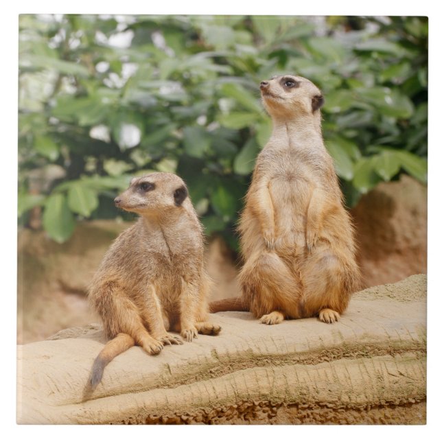 Meerkat 009 ceramic tile (Front)