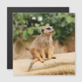Meerkat 010 (Front/Back)