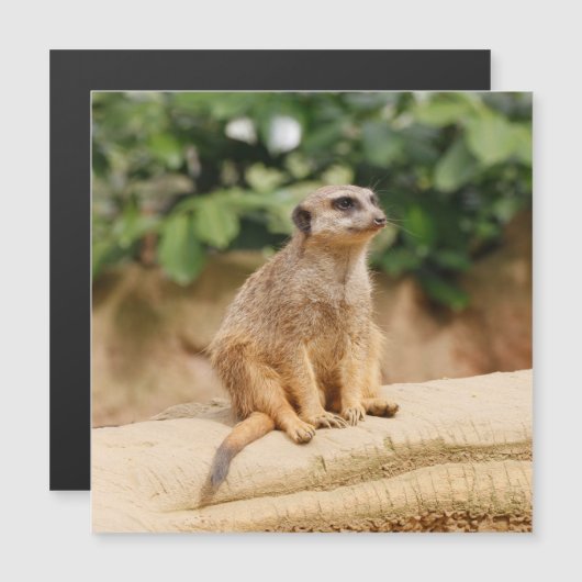 Meerkat 010 (Front/Back)