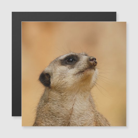 Meerkat 011 (Front/Back)