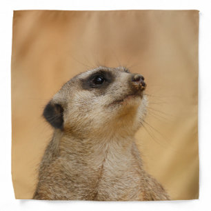 Meerkat 011 bandana