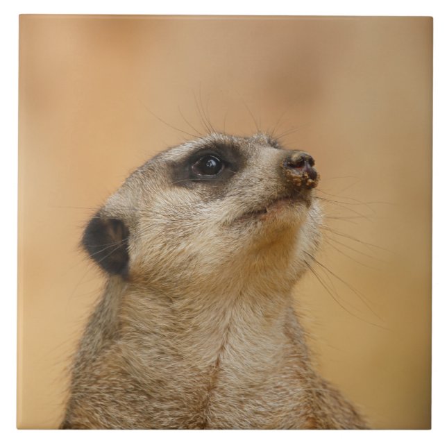 Meerkat 011 ceramic tile (Front)
