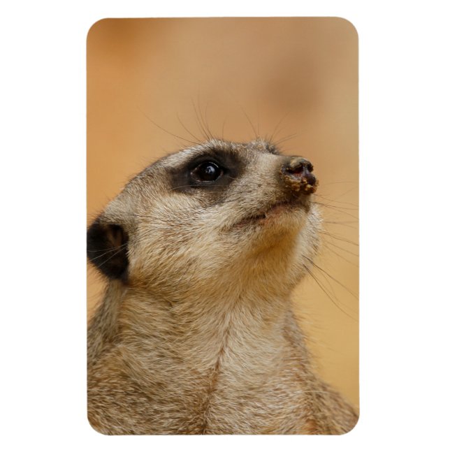 Meerkat 011 magnet (Vertical)