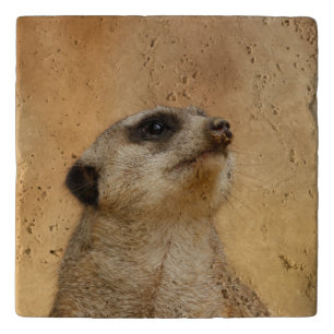 Meerkat 011 trivet