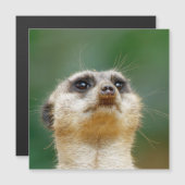 Meerkat 012 (Front/Back)