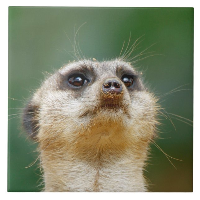 Meerkat 012 ceramic tile (Front)