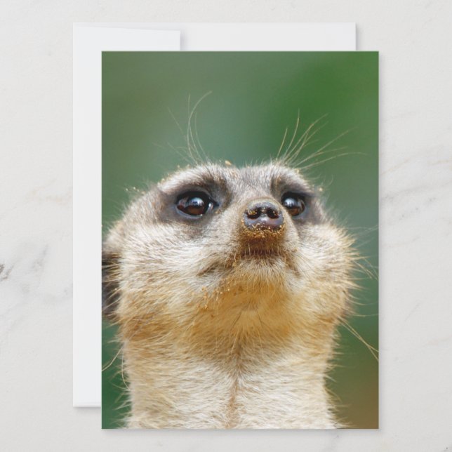 Meerkat 012 holiday card (Front)
