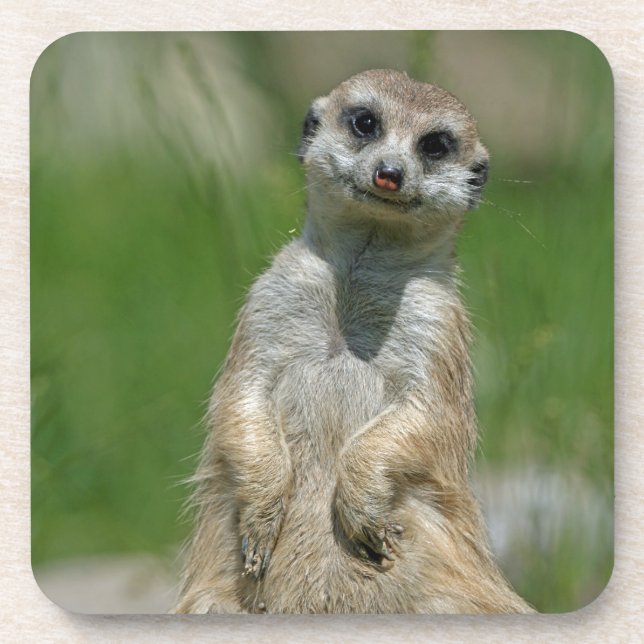 Meerkat 013 beverage coaster (Front)