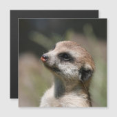 Meerkat 014 (Front/Back)