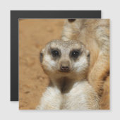 Meerkat 016 (Front/Back)