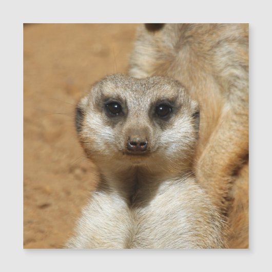 Meerkat 016 (Front)
