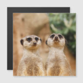 Meerkat 017 (Front/Back)