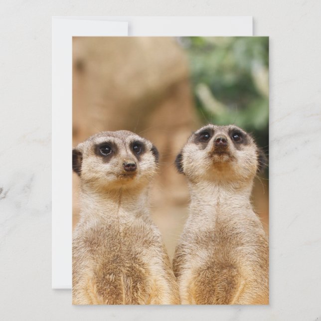 Meerkat 017 holiday card (Front)