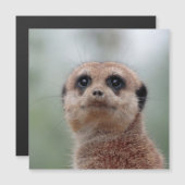 Meerkat 020 (Front/Back)