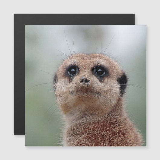 Meerkat 020 (Front/Back)