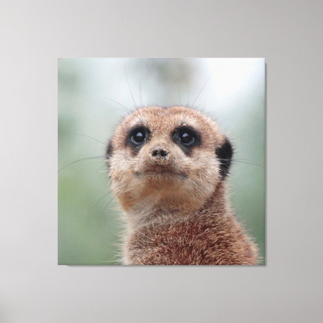Meerkat 020 canvas print (Front)