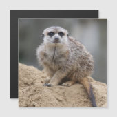 Meerkat 021 (Front/Back)