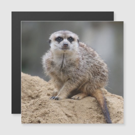 Meerkat 021 (Front/Back)