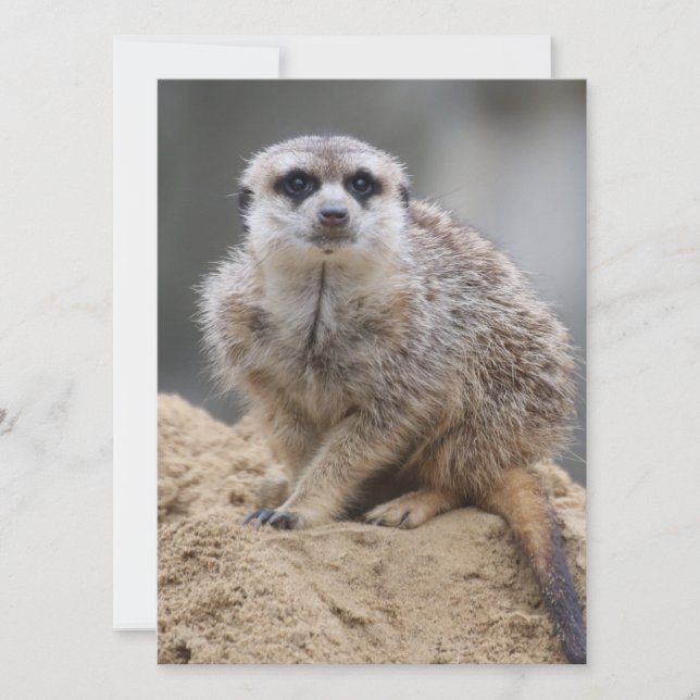 Meerkat 021 holiday card (Front)