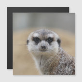 Meerkat 022 (Front/Back)