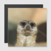 Meerkat 023 (Front/Back)