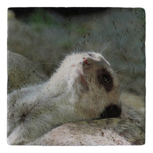 Meerkat 024 trivet