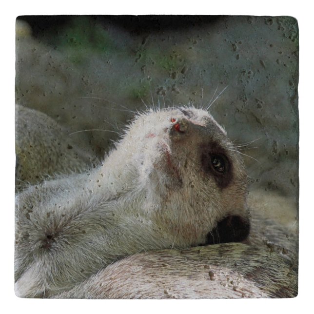 Meerkat 024 trivet (Front)