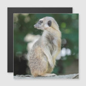 Meerkat 025 (Front/Back)
