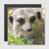 Meerkat 026 (Front/Back)
