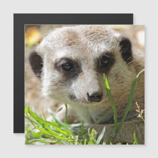 Meerkat 026 (Front/Back)