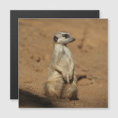 Meerkat 027 (Front/Back)