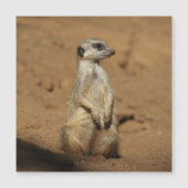 Meerkat 027 (Front)