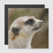 Meerkat 028 (Front/Back)