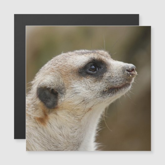 Meerkat 028 (Front/Back)