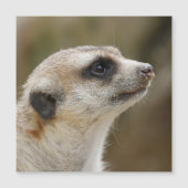 Meerkat 028 (Front)