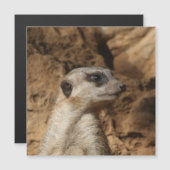 Meerkat 029 (Front/Back)