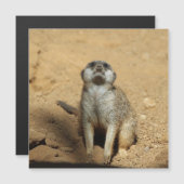 Meerkat 031 (Front/Back)