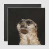 Meerkat 032 (Front/Back)