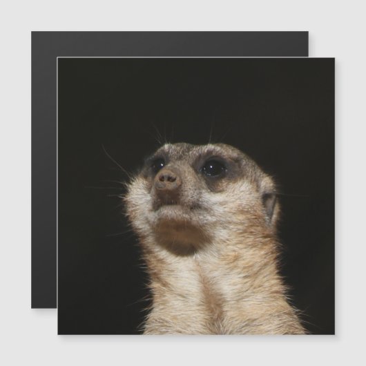 Meerkat 032 (Front/Back)