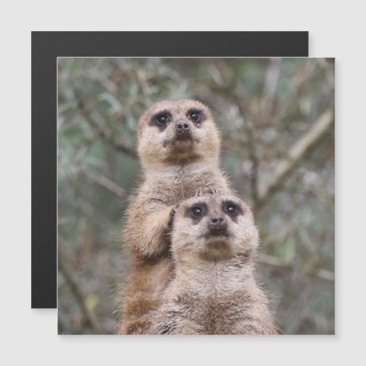 Meerkat 035 (Front/Back)