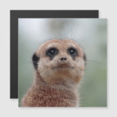 Meerkat 036 (Front/Back)