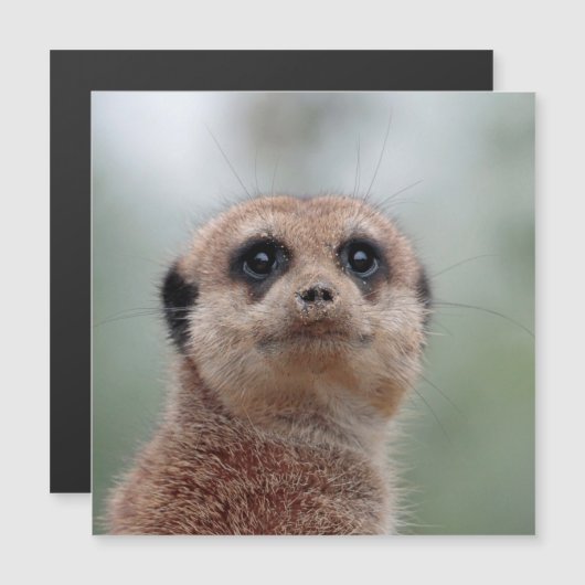 Meerkat 036 (Front/Back)