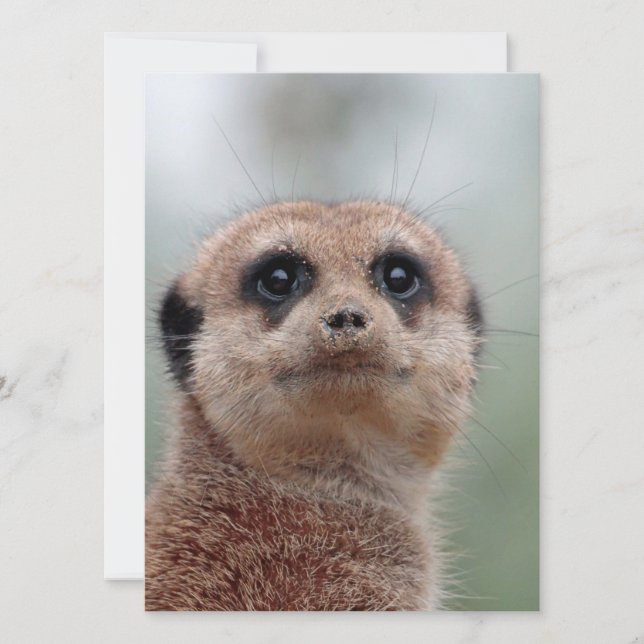 Meerkat 036 holiday card (Front)