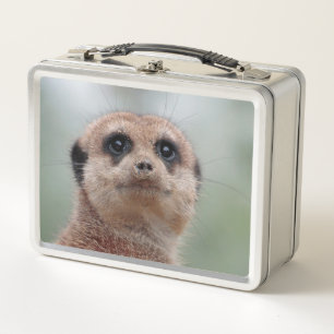 Meerkat 036 metal lunch box